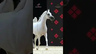 TOP SCORES & MARKS - Day 2 - GCAT Abu Dhabi 2024