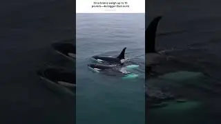 Orca brains weigh up to 15 pounds&mdash;4x bigger than ours!