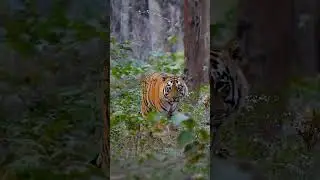 Rainforest to a Desert! 😲 #facts #viral #shorts #forest