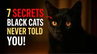 7 SECRETS THAT PROVE BLACK CATS ARE SPECIAL! 🤫✨ (The Last One Will Make You Cry!)
