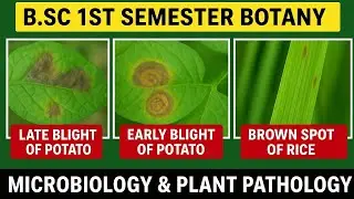 BSc 1st Semester Botany || Late Blight of Potato, Early Blight, Brown Spot of Rice | 