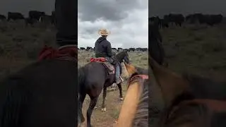 Moving cows on a cattle drive 🙌 #cows #horses #cattledrive #cowboy #western