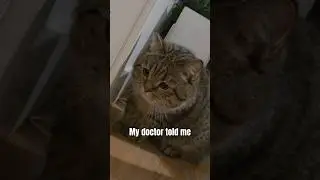my doctor is a liar 😹 #catshorts #catvideos #cutecat #cute #fyP #cat #funnycat #viralshort