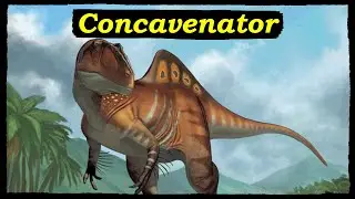 Concavenator: the Spanish Shark-Finned Dinosaur!