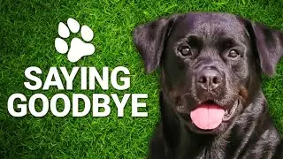 How to Deal with Losing Your Dog