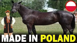 6 RARE Polish Origin Horse Breeds You Don&rsquo;t Know About!!