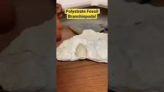 Polystrate Brachiopod!