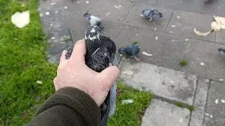 Yabani Güvercinlerin Arasında Kaçak Avı  #shortvideo #shortsfeed #short #reels #youtube #vilogpigeon