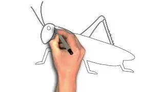 How to draw Locust Insect drawing step by step