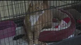 Animal Charity supplies pet food, asks for community help during virus outbreak