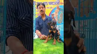 Low price 😳 Doberman puppy for sale Naihati Pet Market short #video