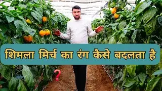 Color capsicum का रंग बदलाव मे क्या है scientific कारण और जल्दी रंग कैसे तैयार करे👌#miniisraelfarmer
