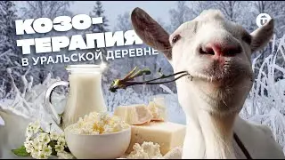 Превратилась в козленка? Агротуризм в Свердловской области: отдых, козы и вкуснейшие сыры в деревне