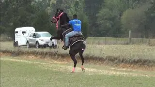Liver Chestnut Tennessee Walking Horse of Louisiana (Mr. Brooks)