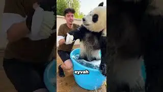 Washing my giant panda was a mistake...