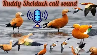 Ruddy Shelduck call sound | perfect sound for perfect hunting | Clear Sound voice | best voice 100% 