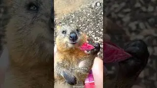 Квокка 🦘 Самое счастливое животное на Земле!