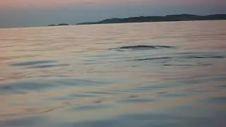 Istrien -  Delfine vor Rovinj vom Boot aus gefilmt