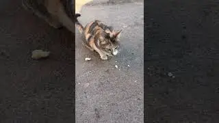 Strey cat 🐈  #shortvideo