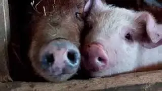 Working to Protect Farm Animals