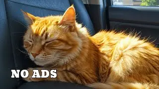 Enchanting Relaxing Car Music for Cats - Kitty Calm 9 HOURS