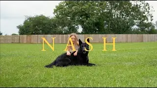 Nash the German Shepherd - Family Protection Dog