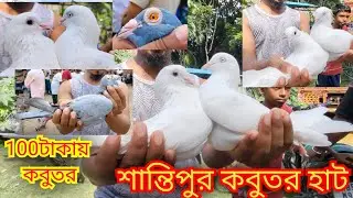 Santipur pigeon markat। শান্তিপুর কবুতর হাট 