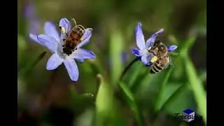 Sound Effect - Honey Bees Buzzing - ToneBloxx