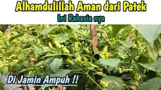 Fungisida Untuk Atasi Patek/Antraknosa 