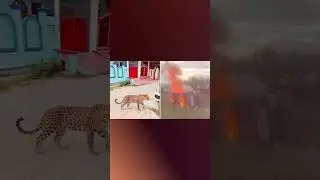 Leopard Attacks in Pune 2025 | Shirur&ndash;Junnar Human&ndash;Wildlife Conflict Explained | IWW
