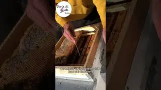 Il MIGLIOR CANDITO PER LE API IN INVENRO