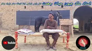 گھوڑوں کا چچڑی کا بخار(رت موترا)، ریڈ واٹر، چھوٹے پیشاب کے ساتھ خون آنا کی وجوہات اور علاج کونسا ہے؟