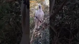 GANGSTA 
