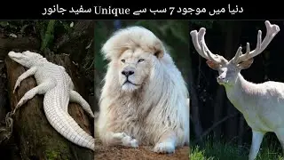 7 Most Rare white Animals In The World urdu/hindi | @freetimeworld. #facts #animals