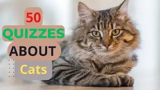Meow&nbsp;Mastermind: 50 Fun and Challenging Cat Quizzes for Feline Lovers!