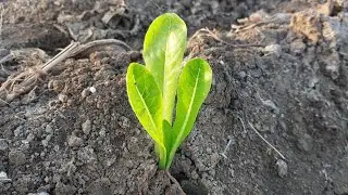 زراعة الخس