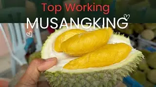 TOP WORKING POHON SALAH VARIETAS