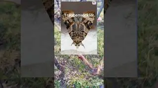 Pheromonverwirrtechnik, wie der Traubenwickler an der Mittelmosel Bio-ver&auml;ppelt wird