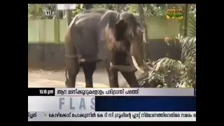 Kottayam: Elephant kills two mahout in Karukachal