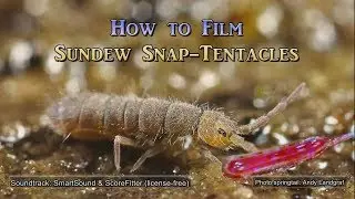 How the sundew snap tentacles work / So funktionieren Sonnentau-Schnelltentakel.