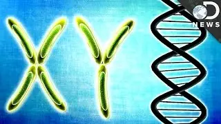 How Sex Genes Are More Complicated Than You Thought