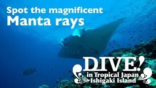 Spot the magnificent Manta rays | What to do in Ishigaki | Dive in tropical Japan