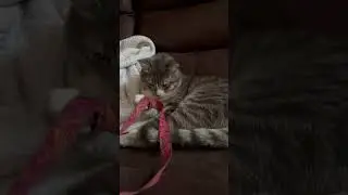 A cat being a typical cat #pets #cats #meow