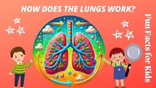 Respiratory System | Lungs for Grade 3: Amazing Fun Facts for Kids Explained!