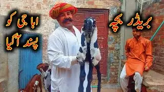 A Plus Beetal Goat's  Kids - Goat Baby Kids - Bkri Ky Bchy