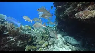 DESTINATION DIVE season 2 EP 1
