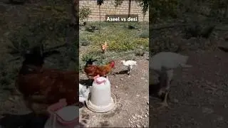Aseel vs Desi #aseel #murga #shorts #youtubeshorts #birds