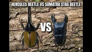 헤라클래스 왕장수풍뎅이 vs 수마트라 왕넓적사슴벌레(Hercules Beetle vs  Sumatra Stag Beetle)