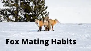 Fox Mating Habits
