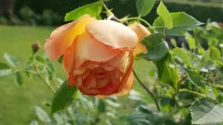 Lady Emma Hamilton Rose Review